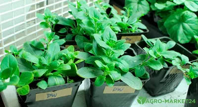 Как вырастить петунию из семян - Agro-Market24