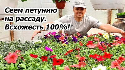 Петуния - Уход и выращивание в домашних условиях - Советы садоводов