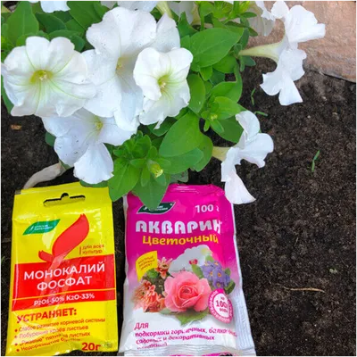2 легких способа сохранить петунию до весны | В цветнике (Огород.ru)