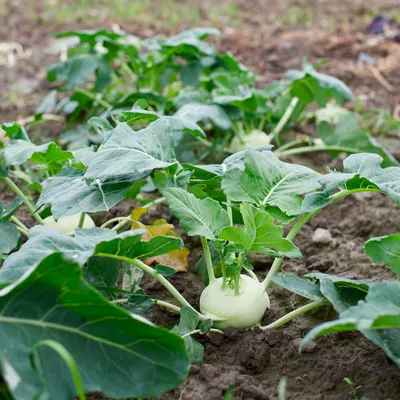 Все о выращивании цветной капусты: от посева семян до сбора урожая | На  грядке (Огород.ru)