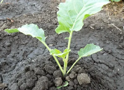 🥬Как вырастить брокколи и цветную капусту: рассада, удобрения и другие  секреты. Удобрения для капусты. Как растет брокколи