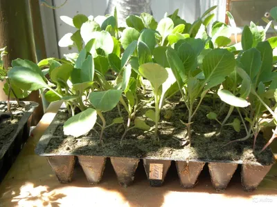 Как вырастить увесистую цветную капусту