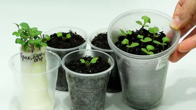 Агротехника выращивания цветной капусты: как получить плотные соцветия