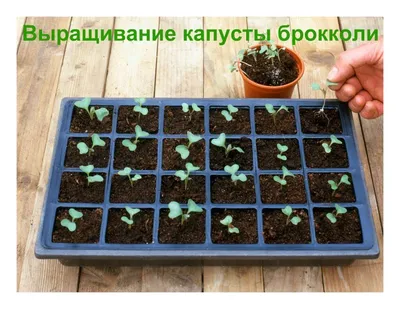 Секрет успеха – четыре листика: как правильно выращивать и выбирать рассаду  капусты?: Общество: Облгазета