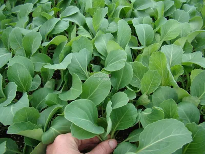 Технология выращивания цветной капусты и брокколи