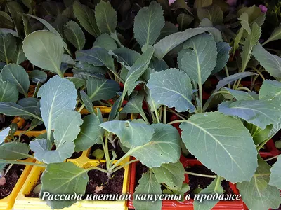Выращивание цветной капусты в открытом грунте