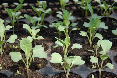 🥬Как вырастить брокколи и цветную капусту: рассада, удобрения и другие  секреты. Удобрения для капусты. Как растет брокколи