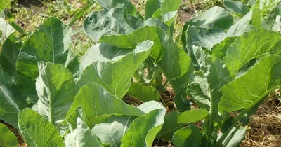 Посев капусты на рассаду | Аптека Садовода