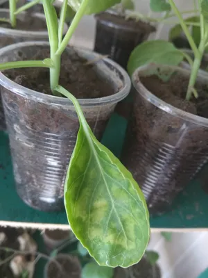 15 секретов выращивания хорошей рассады капусты | На грядке (Огород.ru)
