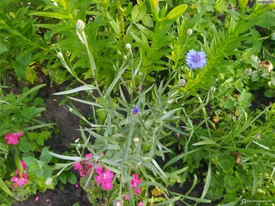 Василек крупноголовый \"Centaurea\" купить по цене цена по запросу от  питомника саженцев и растений Центросад | Фото и консультация по уходу