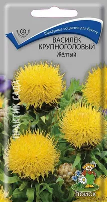 Василек синий 'Блю Болл', синий, купить в горшке, оптом и в розницу, с  доставкой