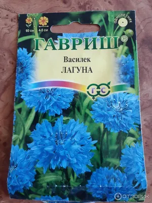 Василек Ред бол, семена – купить в питомнике Дирижер Сада