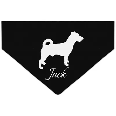 Джек рассел терьер щенок собака стоит красиво на черном фоне Stock-Foto |  Adobe Stock