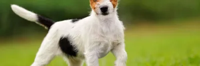BB.lv: Собака джек-рассел-терьер: интересные факты и описание породы