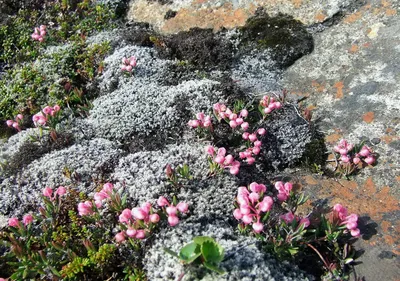 Andromeda polifolia - Изображение особи - Плантариум