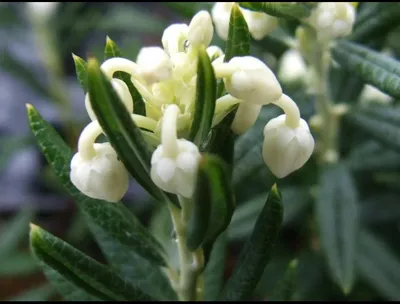 Новое для меня растение на весну - Андромеда многолистная | Гортензии,  хвойные, 🌷любимый сад | Дзен