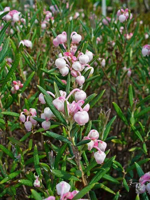 Andromeda polifolia Blue Ice Blue Ice | Andromeda | Andromeda | Flowering  Outdoor Trees and Shrubs | Цветущие садовые растения | Садовые растения |  All products | OZ Planten