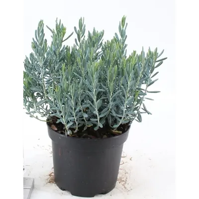 Andromeda polifolia blue ice | .ANDROME | Flowering Plants Outdoor | Все  растения | Все продукты | OZ Export