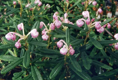 Фотокаталог растений: Подбел обыкновенный (Andromeda polifolia)