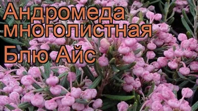 Купить Андромеда Многолистная Компакта в Минске. Каталог лиственных растений  2024.