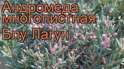 Саженцы Андромеда многолистная Блу Лагун купить в Москве и РФ. Описание  сорта. Пункты самовывоза. Почтой (наложенный платеж). Доставка курьером по  МО.