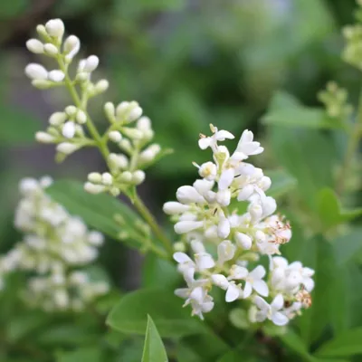 Бирючина обыкновенная \"Ligustrum\"