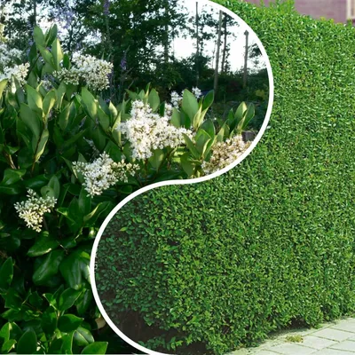 Бирючина обыкновенная \"Ауреа\"(Ligustrum vulgare `Aurea`)