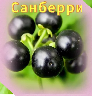 Ягода Черника - «А сапожник без сапог! Все знают о полезных свойствах этой  ягоды и её ярком вкусе, но для меня это отличный заработок вот уже на  протяжении 12 лет! » | отзывы