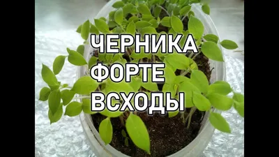 ЧЕРНИКА ФОРТЕ ЭКСТРАКТ