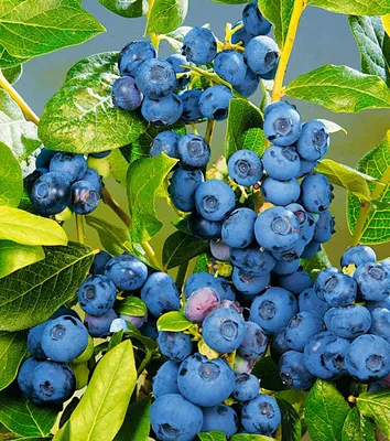 Vaccinium corymbosum 'Elliot', Голубика высокорослая 'Элиот' |  landshaft.info