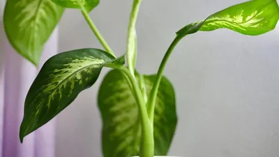 Растение диффенбахия фото фотографии