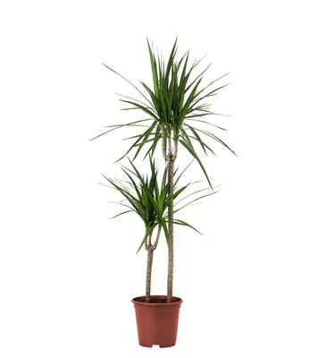 Драцена душистая (Dracaena fragrans) 100-15 - купить в Минске с доставкой,  цена и фото в интернет-магазине Cvetok.by