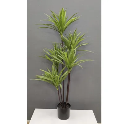 Растение в горшке, 9 см, Джанет Крейг IKEA DRACAENA ДРАЦЕНА FRAGRANS  'COMPACTA' 605.045.35 купить в Минске, цена 21 рублей -