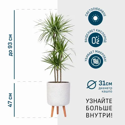 Как ухаживать за драценой в домашних условиях - Блог The Plant