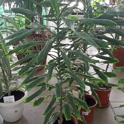 Фитопарк Искусственное растение Драцена в кашпо