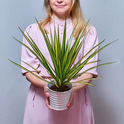 Драцена Маргината 3 ст ⌀21 120 см купить в Москве с доставкой | Магазин  растений Bloom Story (Блум Стори)