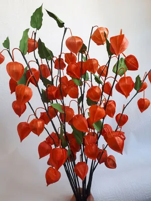 Физалис-полезная ягода и декоративное украшение участка | Садовые цветы  фото | Дзен