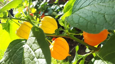 Физалис растение, много оранжевых …» — создано в Шедевруме