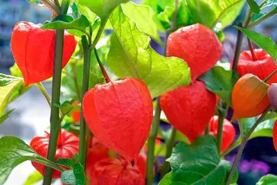 растение физалис также известно как китайский фонарь с оранжевыми цветами и  зелеными листьями на ярком солнечном свете Стоковое Фото - изображение  насчитывающей померанцово, флора: 219457396