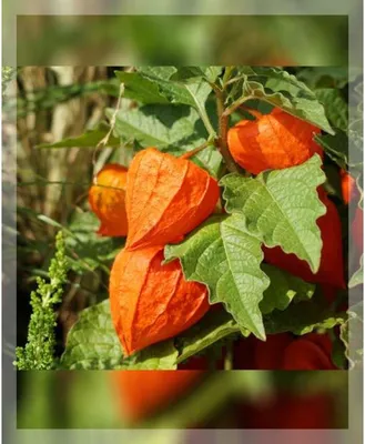 Physalis alkekengi - Физалис обыкновенный - купить семена на Tropics Seeds.