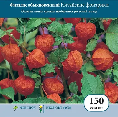 Нетрадиційні методи лікування і природні ліки. Физалис