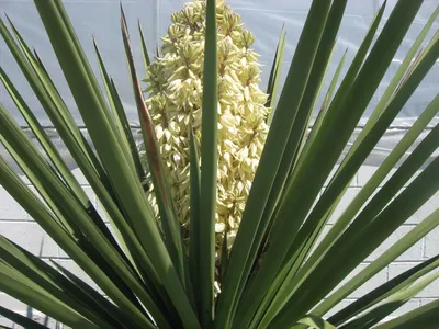 Семена Юкка нитчатая (Yucca filamentosa) - Цена: €1.55