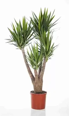 YUCCA ELEPHANTIPES растение в горшке Юкка слоновая/2 стебля 24 см | IKEA  Latvija