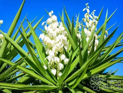 Юкка садовая (Yucca) — купите саженцы в контейнере в Краснодаре -  Прекраснодар — садовый центр в Краснодаре