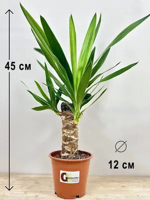 Yucca Elephantipes Silver Star Поставщики - Yucca Elephantipes Silver Star  Оптовая продажа - PLANT FUN