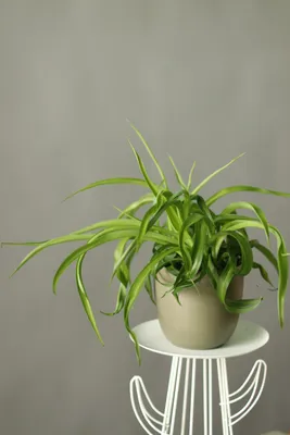 Два Ботаника - Комнатное растение Хлорофитум Вариегатум, арт. БС-00003497