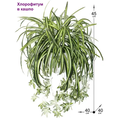 Хлорофитум Бонни купить в Минске с доставкой | Cactus.by