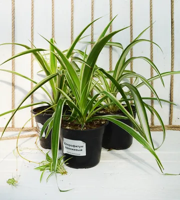 Купить Искусственное растение Хлорофитум большой в кашпо, ФитоПарк по  выгодной цене в интернет-магазине OZON.ru (897124751)