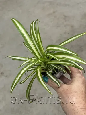 Настенное подвесное искусственное растение Хлорофитум. 65 см – лучшие  товары в онлайн-магазине Джум Гик