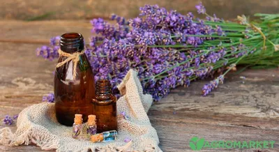 Полезные и лечебные свойства лаванды - Agro-Market